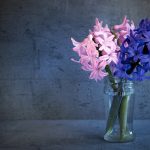 hyacinth-1398871_640