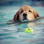 podcast employment law