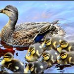 HR factsheet family friendly
